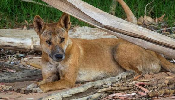 Mató 39 de los 42 perros que adquirió por Internet. (Foto: instagram @adambrittoncroc)