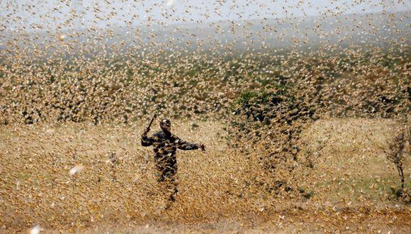 Hombre intenta escapar del emjambre de langostas en Kenia. (Reuters)