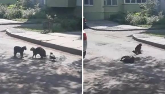 Un cuervo y dos gatos protagonizan un viral de YouTube. (Captura)