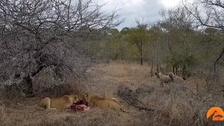 Leonas devoraban a jabalí moribundo y son atacadas por una manada de hienas [FOTOS Y VIDEOS]
