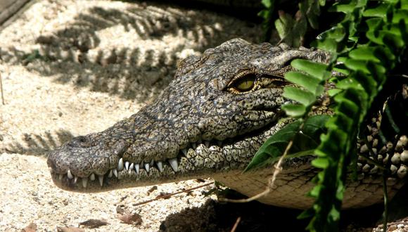 El enorme cocodrilo fue visto deambulando por un vecindario de Orlando, en la zona central de Florida. (Foto: Pexels/Referencial)