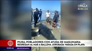 Piura: pobladores regresan al mar a ballena varada en playa