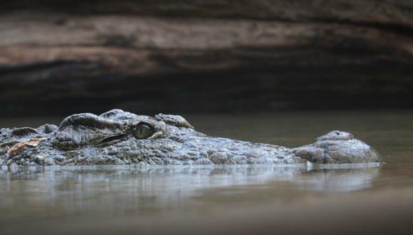 Un cocodrilo macho fue captado cargando a más de 100 crías. La imagen se volvió viral y podría ser reconocida la mejor foto natural del año. (Foto: Referencial / Pixabay)