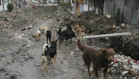 En el Perú existen seis millones de perros en estado de abandono. Estos canes no solo deben enfrentarse a la indiferencia, maltrato o al hambre, advierten. (FOTO: GEC)