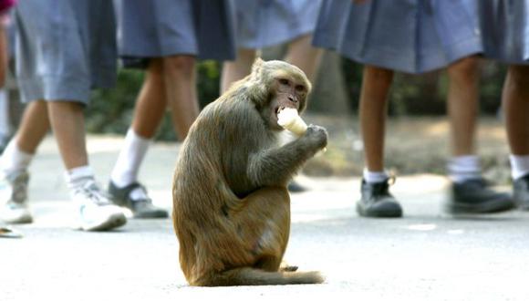 Un grupo de monos entró en la casa de la víctima, y uno de ellos, le arrebató al bebé, que estaba al pecho de su madre y escapó con él", señaló un policía de Sikandra. (Foto: EFE)