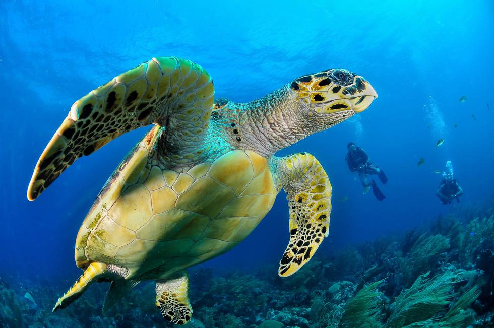 Bucear junto a tortugas marinas, es una experiencia única que puedas pasar en Barbados. (Foto: Pixabay)