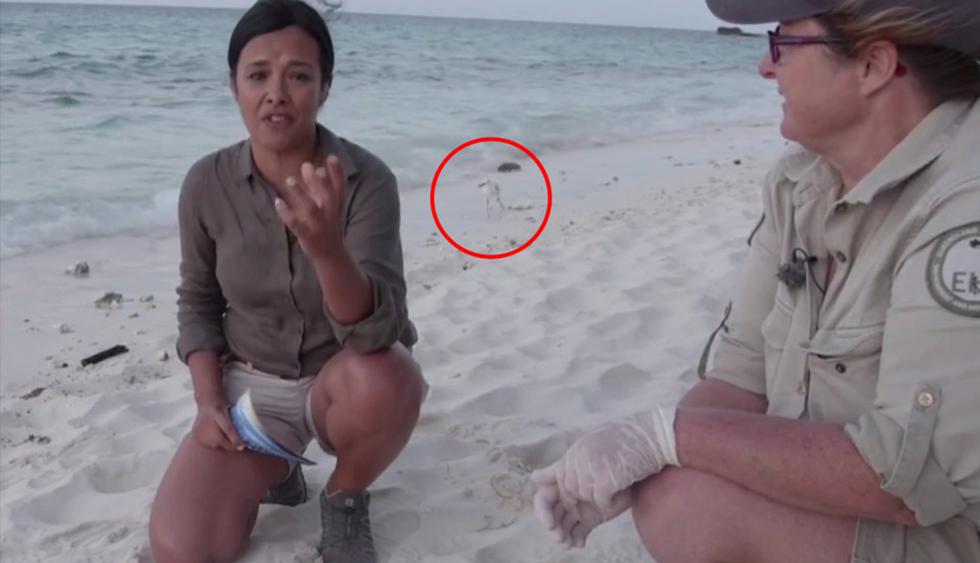 YouTube viral: Liberaba a tortugas en su hábitat natural cuando ocurrió inesperada escena | Australia | Video