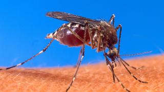 El dengue está controlado en Piura pero no se baja la guardia