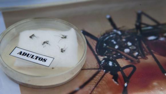 Dengue, chikungunya y zika son transmitidos por mosquitos en zonas de la costa afectadas por los desastres. (Marco Garro/AFP)