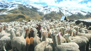 Huancavelica: Más de 6 mil familias criadoras de alpacas con graves problemas económicos por cuarentena