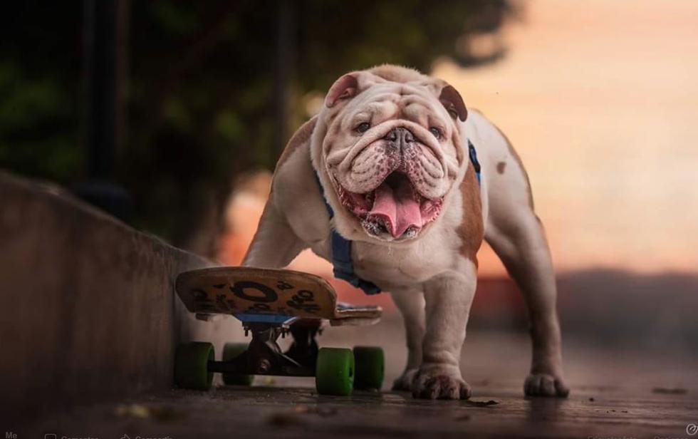 Murió Otto, el bulldog peruano que rompió el Récord Guinnes por recorrer la mayor distancia en skate. (Facebook)
