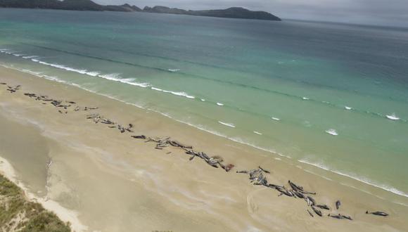 Este fue uno de los cuatro varamientos descubiertos en las costas de Nueva Zelanda durante el fin de semana. | Foto: EFE