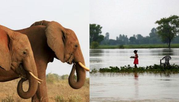 Los elefantes ayudaron a rescatar a los turistas.