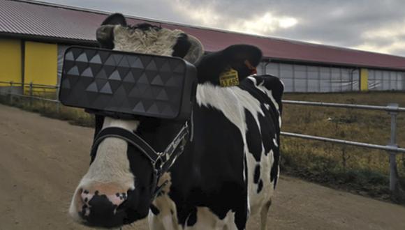 Las vacas de una granja rusa se suman a la moda de las gafas de realidad virtual.
 (Ministerio de Agricultura de la Región de Moscú)
