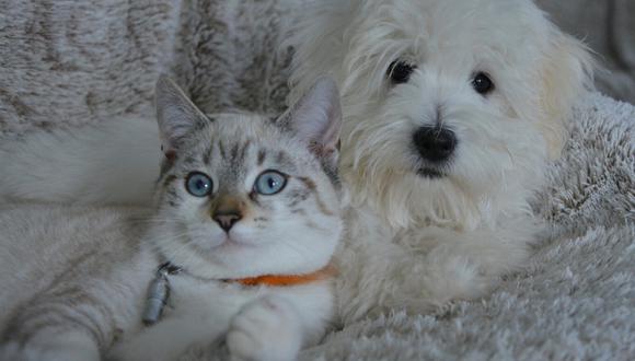 Un perro y gato demostraron lo unidos que están con su dueño al no dejarlo solo ni cuando necesita de un merecido "tiempo a solas". (Foto: Pixabay/Referencial)