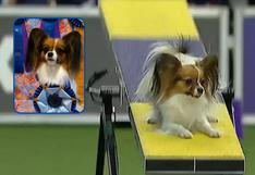 ‘Gabby’, la perrita que destrozó el circuito del Westminster Dog Show con su gran velocidad