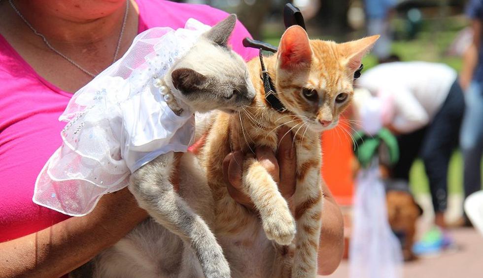 San Valentín: El 13 de febrero realizarán boda de mascotas en San Isidro. (Difusión)
