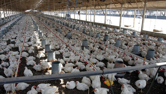 Declaran emergencia sanitaria por 90 días en todo el Perú por casos de gripe aviar en aves. (Foto: Andina)