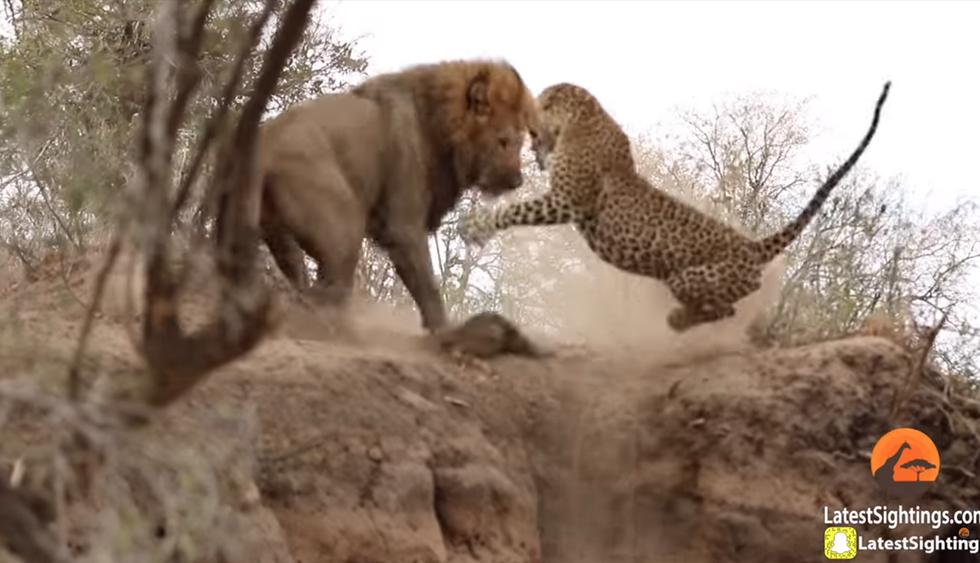 León se acercó a leopardo que dormía plácidamente y lo sorprendió con insólita maniobra. El video es viral en YouTube. (Kruger Sightings)