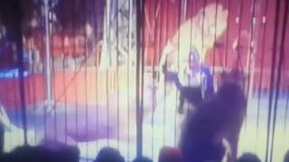 YouTube: León atacó a su domadora en pleno show de circo