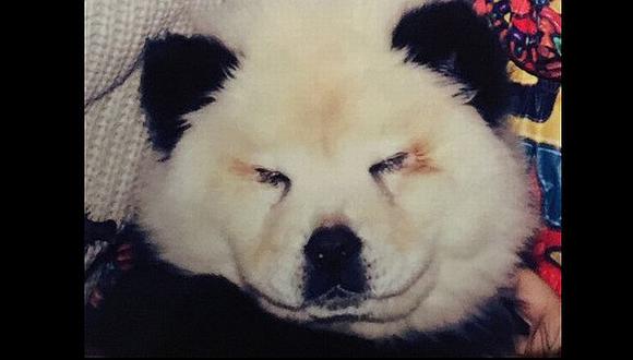 Foto de uno de los perros pintado como oso panda. (corpoforestale.it)