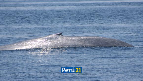 Avistamiento atípico de ballena azul. (Foto: Northshore Perú/Facebook)