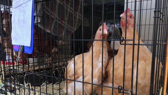 Los pollos habían sido producidos entre octubre y noviembre del año pasado en la planta ubicada en Dourados, en el estado de Mato Grosso del Sur. (Foto: AFP)