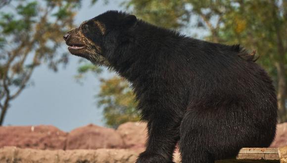 Día Mundial para la protección del oso de anteojos: Seis datos curiosos que no conocías de esta especie. (Foto: Pixabay)