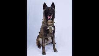  El perro “héroe” que participó en la operación contra Al Baghdadi