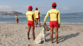 Mira en acción a los perros salvavidas que vigilan las playas de Lima [Fotos y video]