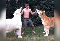 Joven alimenta a dos tigres al mismo tiempo y se vuelve viral