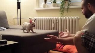 YouTube: Tierno cachorro aprende a saltar a los brazos de su amo
