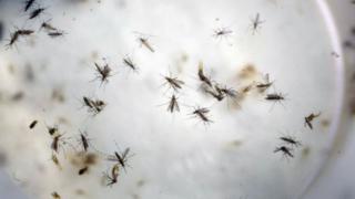 Zika: Colombia alcanza casi 70,000 infectados por el virus
