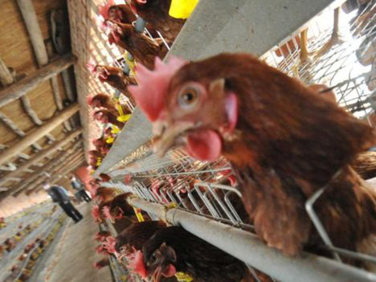 Asociación Peruana de Avicultura se pronuncia tras casos de gripe aviar en  aves migratorias | PERU | PERU21