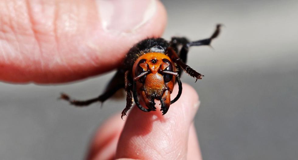 El entomólogo del Departamento de Agricultura del Estado de Washington, Chris Looney, muestra un avispón gigante asiático muerto en Blaine. (AFP / POOL / Elaine Thompson).
