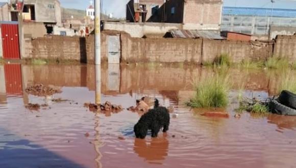 Mascotas sufren por lluvias y se ven obligados a beber agua empozada en Juliaca.
