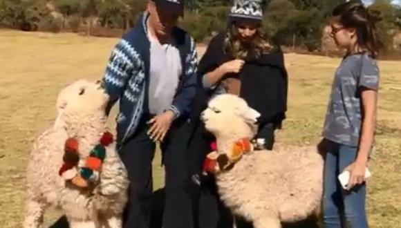 El actor y también diputado mexicano Sergio Mayer publicó incidente con alpaca en su cuenta personal de Instagram. (Captura de Instagram)