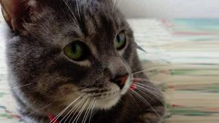 Manu, el gato de una pasajera que se perdió cuando hizo escala en Lima
