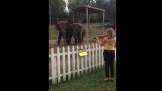 YouTube: Elefantes ‘bailan’ al compás de un violín