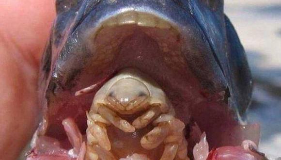 El Cymothoa Exigua, un parásito que se come la lengua de un pez y luego la reemplaza. (Foto: Bored Panda/Taffetatam)