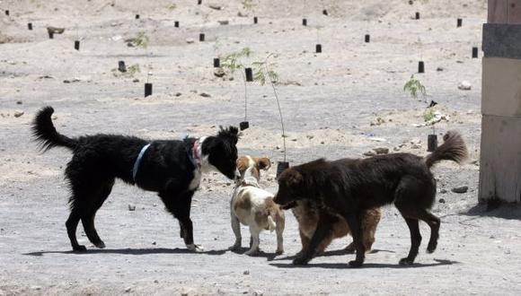 Ministerio de Salud declaró en emergencia sanitaria por rabia canina la provincia de Arequipa . (Perú21)