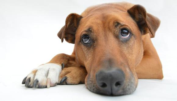 Los perros tienen un oido muy agudo y desarrollado que son capaces de percibir sonidos a larga distancia (Foto: Pixabay)