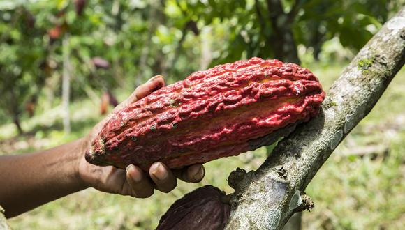 El cacao peruano se sigue abriendo paso en mercados del exterior.