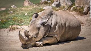 EEUU: Murió un rinoceronte blanco y quedan solo 5 en todo el mundo
