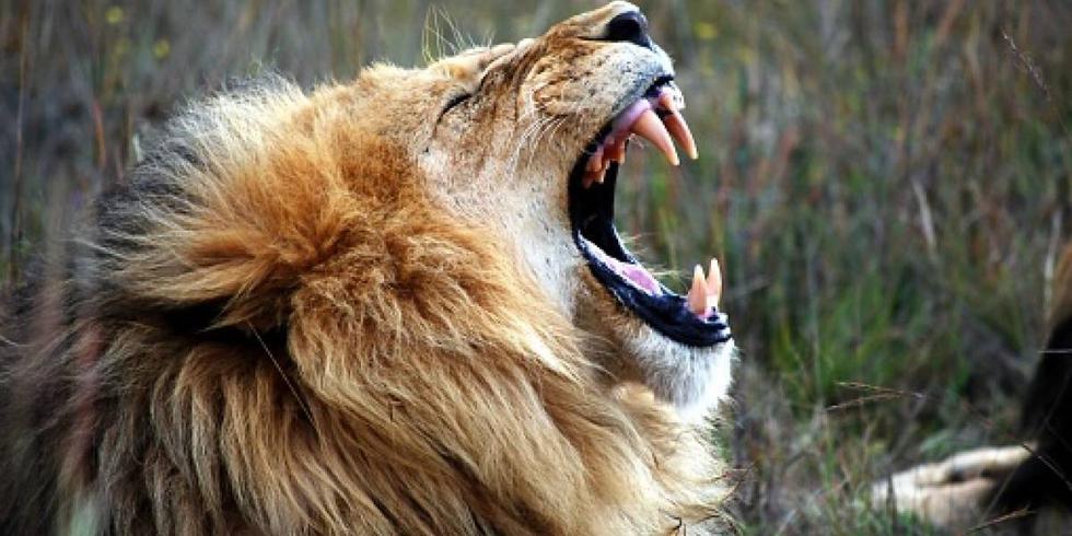 Un hombre en estado de ebriedad molestó a un león enjaulado en un zoológico, después de esto el sujeto es atacado por el animal.