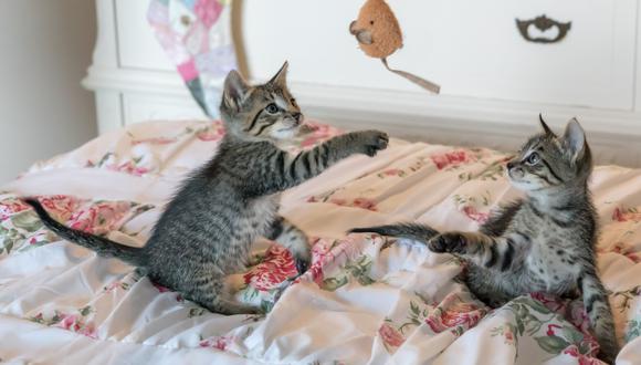 Aunque a los gatos les encanta jugar con sus dueños, también necesitan actividades para entretenerse cuando están solos en casa. (Foto: Difusión).