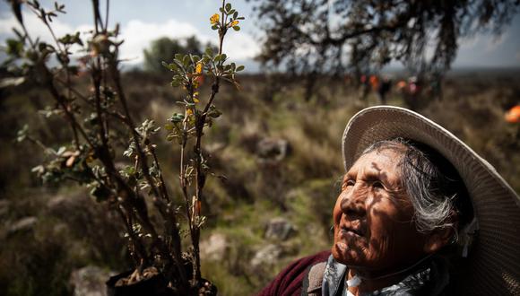 Una esperanza, un árbol
 "Nosotros no tenemos mucha agua, y la queñua nos da agua, para nuestro consumo y para las siembras, no sé cómo explicarlo, pero nos ayuda, es por eso que estamos realizando una reforestación de queñuales, ya que también por desconocimiento hemos depredado nuestro propio bosque" nos cuenta Marcelina quien lleva más de 70 años viviendo en el anexo de Cacayaco en el distrito de Chiguata en Arequipa.
 Foto: Denis Justo Mayhua Coaquira, Arequipa