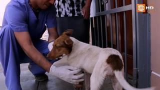 'Dr. Vet' salvó la vida de dos mascotas tras operarlas de graves lesiones