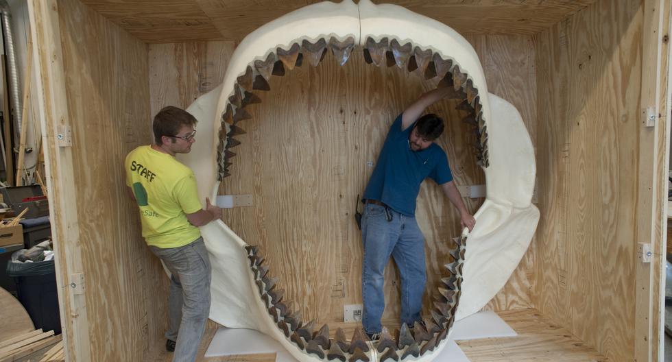 Megalodón: Panamá exhibe los restos del tiburón más grande de la