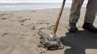Estados Unidos alerta la presencia masiva de medusas melena de león en las playas